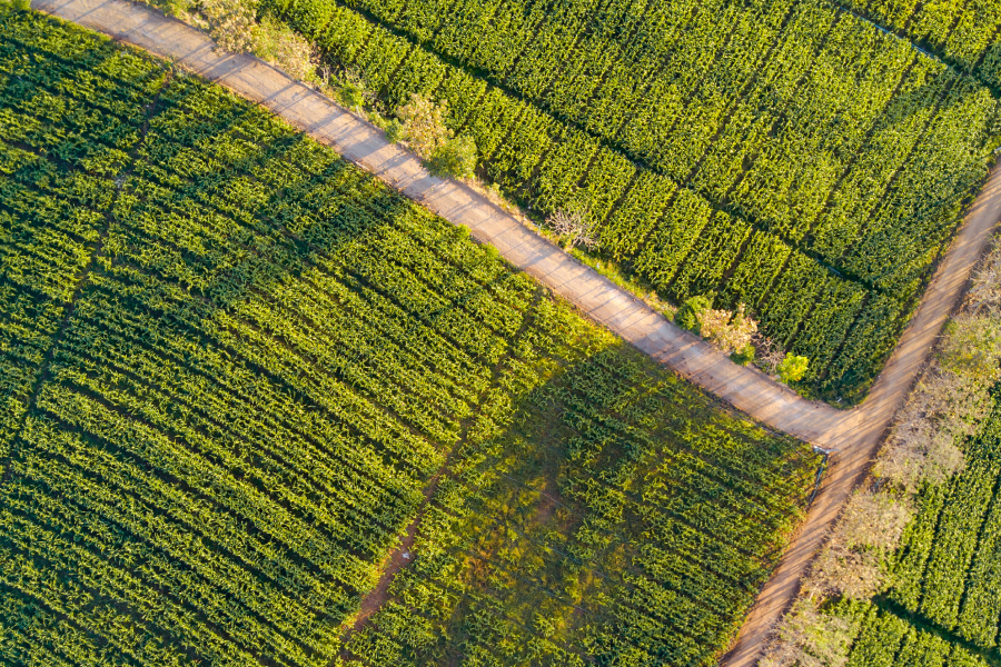 row crop