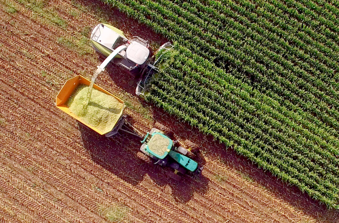 Brazilian agribusiness outlook: understand the sector in depth
