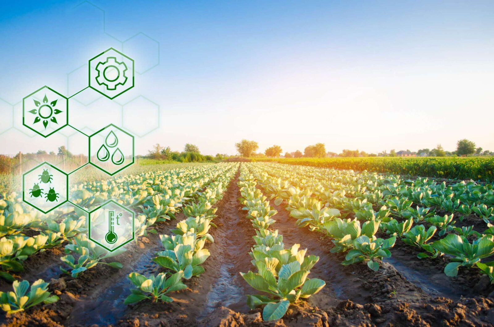 A agricultura digital vem transformando o setor. Entenda mais sobre o assunto