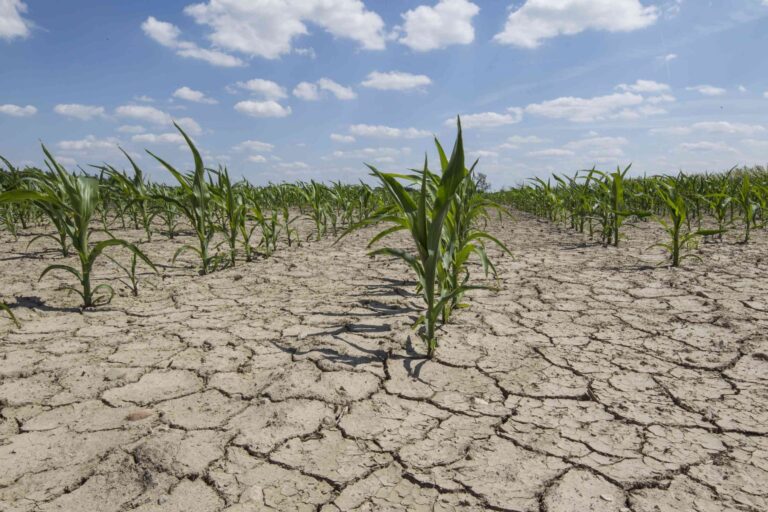 Quer saber qual é a influência do clima na agricultura? Veja aqui!