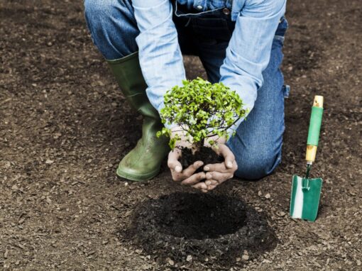 ¿Cómo reducir los impactos ambientales en la plantación?