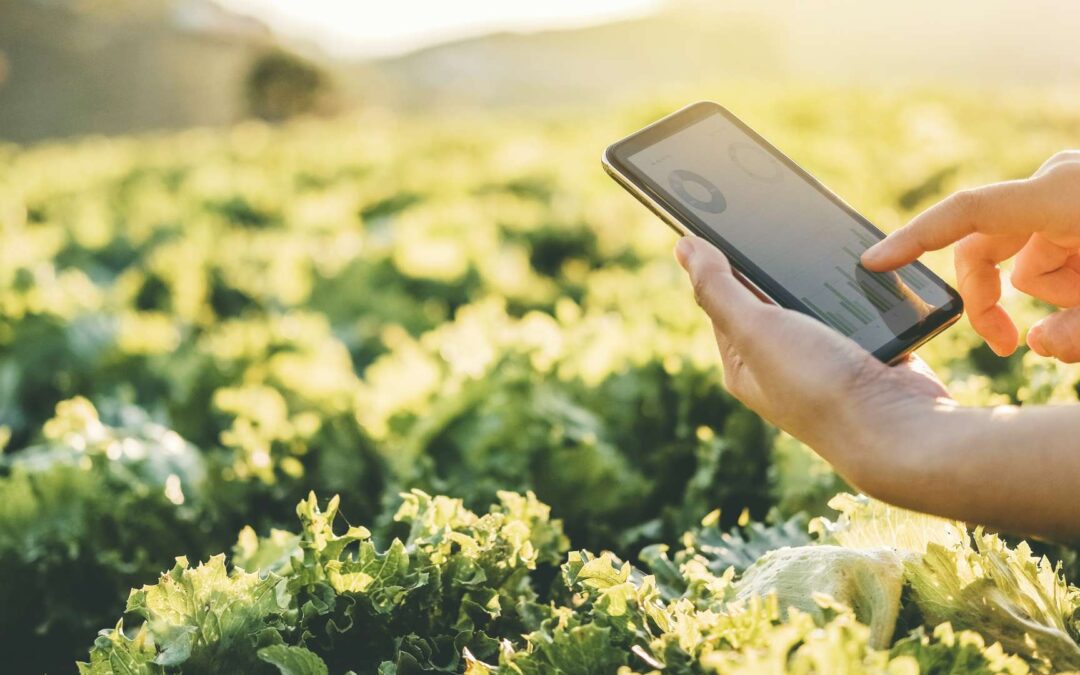 Monitoramento de colheita: entenda como funciona o Certificado Digital de Cana