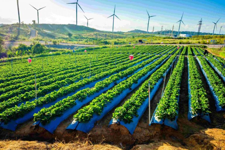 Agricultura sustentável: confira seus benefícios