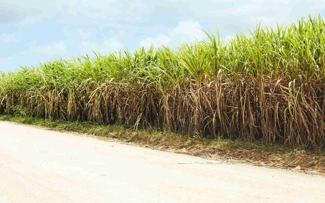 Plantio de cana de açúcar: um panorama sobre o cenário atual