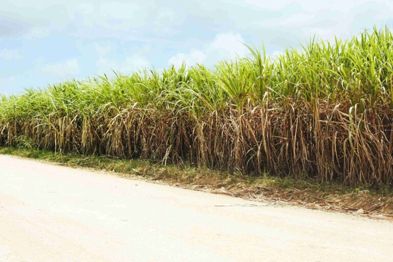 Plantio de cana de açúcar: um panorama sobre o cenário atual