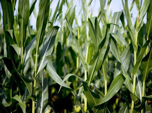 7 dicas para acabar com plantas daninhas na colheita de grãos
