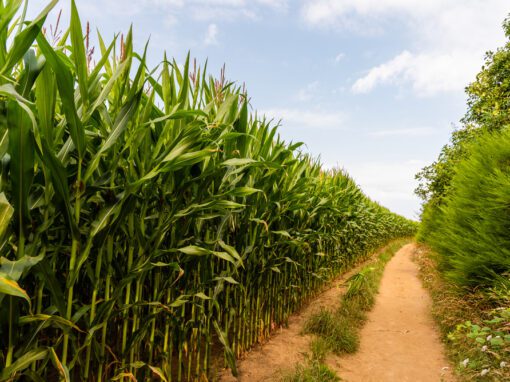 Cana-de-Açúcar Verde: 6 tecnologias para reduzir impactos ambientais