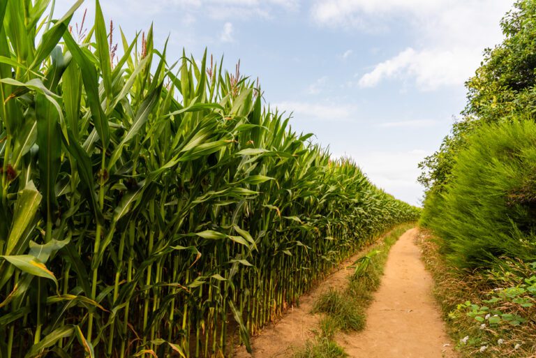 Cana-de-Açúcar Verde: 6 tecnologias para reduzir impactos ambientais